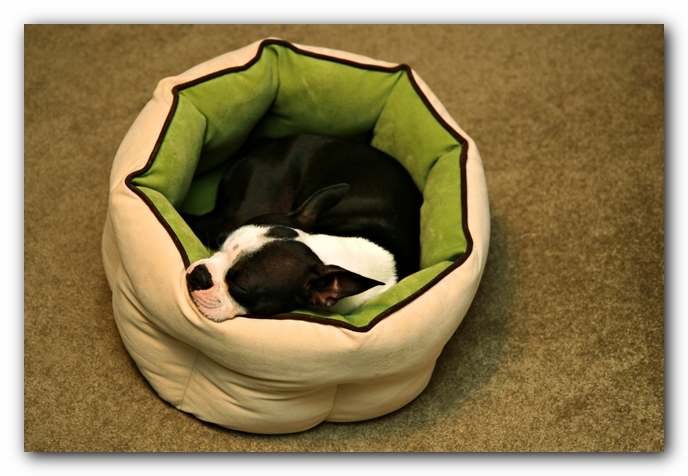 Miley the Boston Terrier Puppy