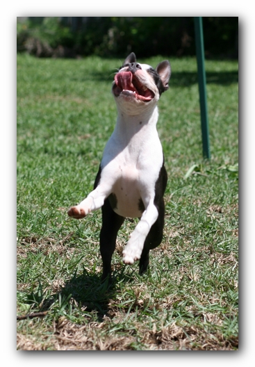 Miley the Boston Terrier Puppy