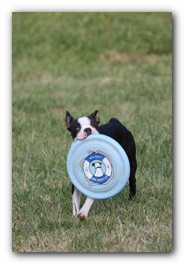 Miley the Boston Terrier Puppy