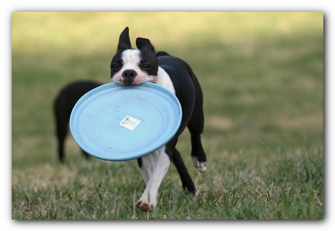 Miley the Boston Terrier Puppy