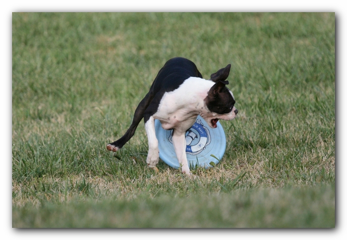 Miley the Boston Terrier Puppy