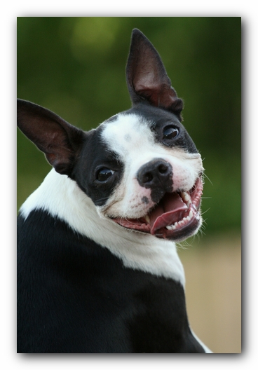 Miley the Boston Terrier Puppy