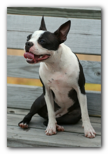 Miley the Boston Terrier Puppy