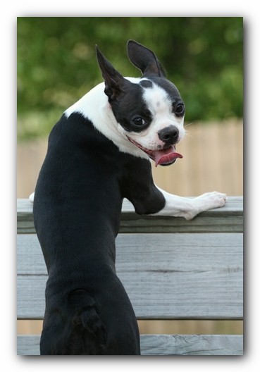 Miley the Boston Terrier Puppy
