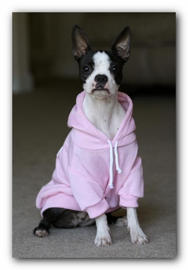 Miley the Boston Terrier Puppy