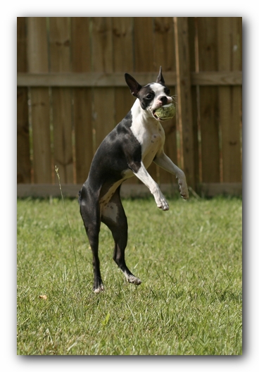 Miley the Boston Terrier Puppy
