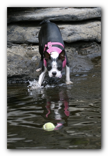 Miley the Boston Terrier Puppy goes to Little River Canyon
