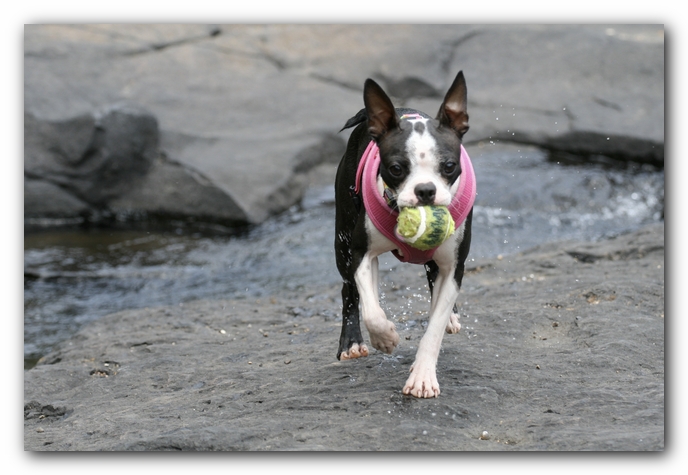 Miley the Boston Terrier Puppy goes to Little River Canyon