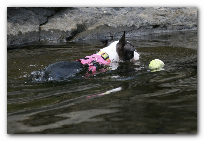 Miley the Boston Terrier Puppy goes to Little River Canyon