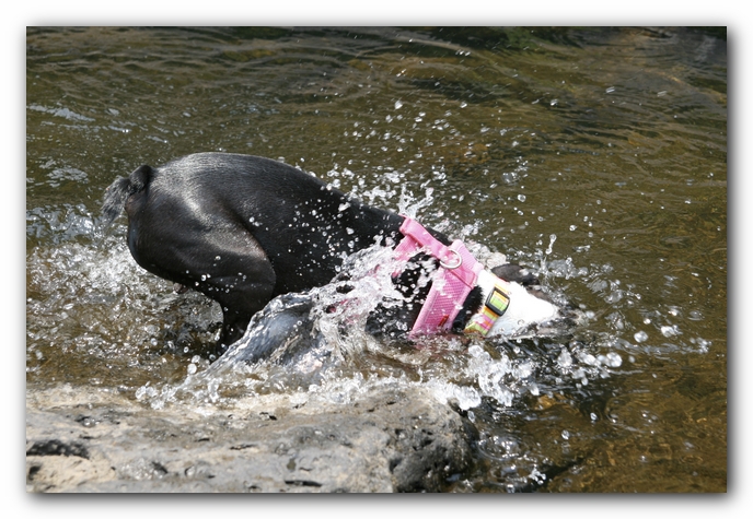 Miley the Boston Terrier Puppy goes to Little River Canyon