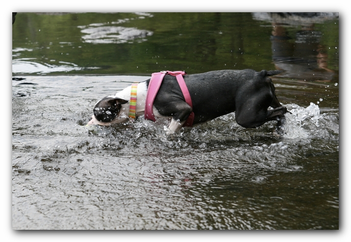 Miley the Boston Terrier Puppy goes to Little River Canyon