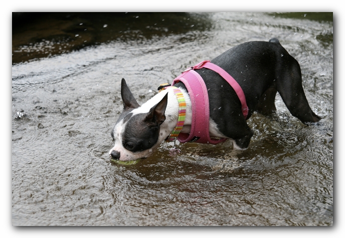 Miley the Boston Terrier Puppy goes to Little River Canyon