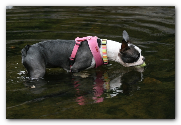 Miley the Boston Terrier Puppy goes to Little River Canyon