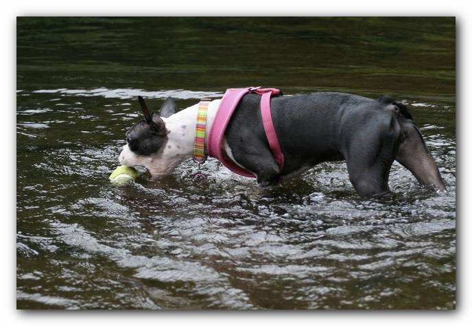 Miley the Boston Terrier Puppy goes to Little River Canyon