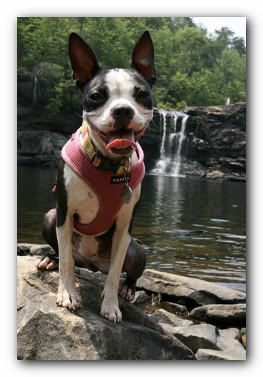 Miley the Boston Terrier Puppy goes to Little River Canyon
