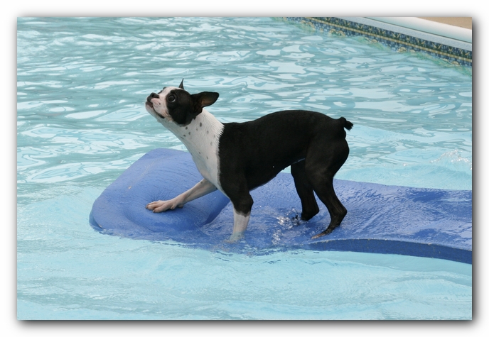 Miley the Boston Terrier Puppy