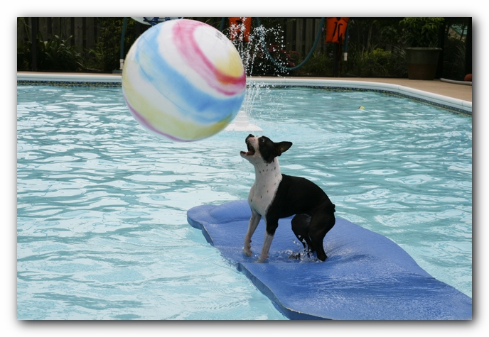 Miley the Boston Terrier Puppy