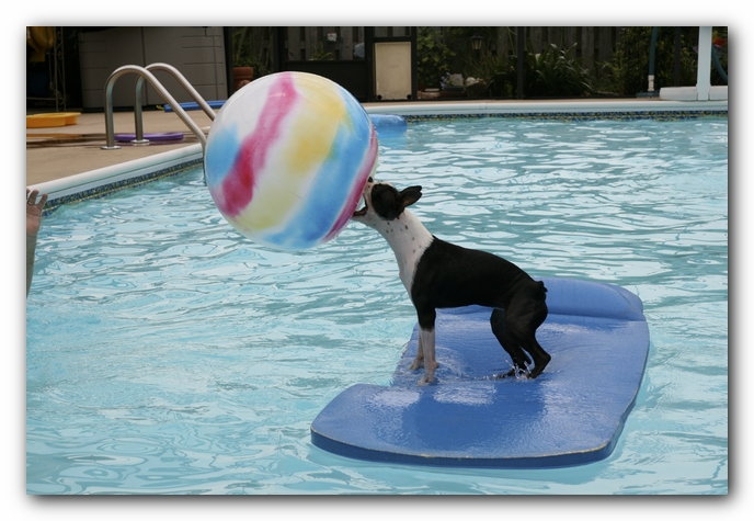Miley the Boston Terrier Puppy