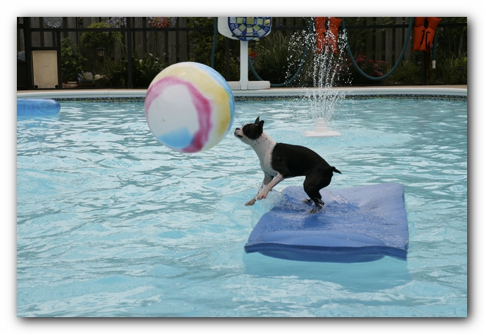 Miley the Boston Terrier Puppy