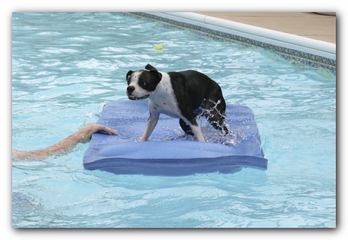 Miley the Boston Terrier Puppy