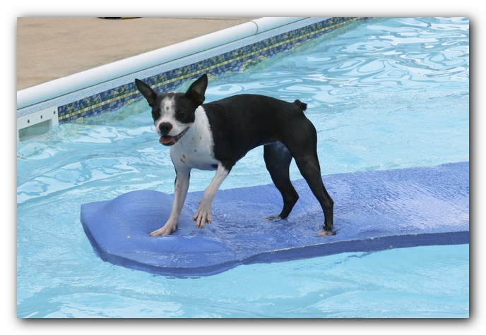 Miley the Boston Terrier Puppy