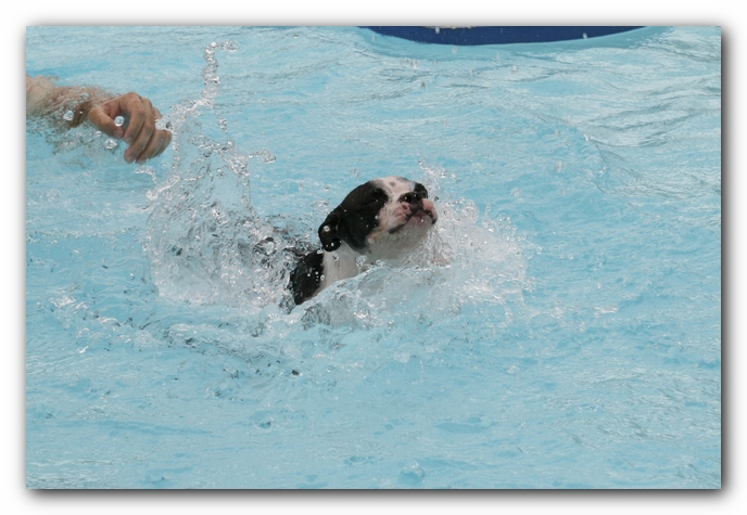Miley the Boston Terrier Puppy