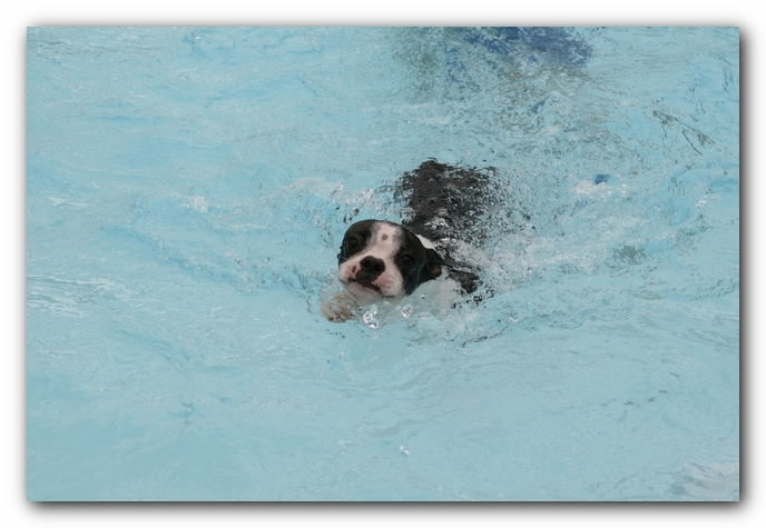 Miley the Boston Terrier Puppy