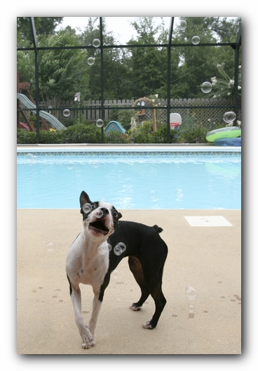 Miley the Boston Terrier Puppy