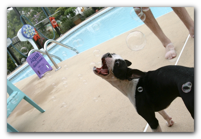 Miley the Boston Terrier Puppy