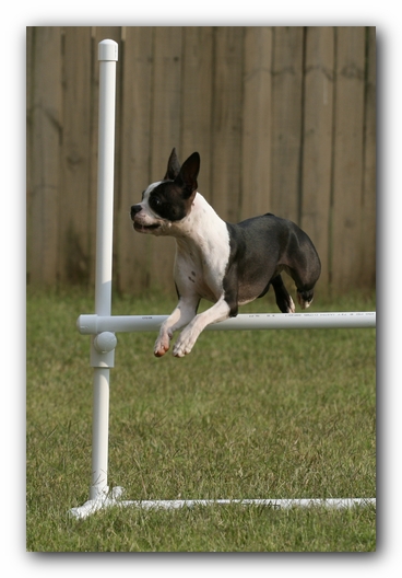Miley the Boston Terrier Puppy