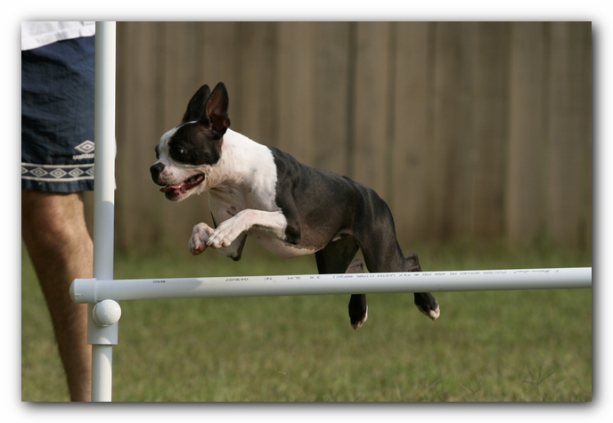 Miley the Boston Terrier Puppy