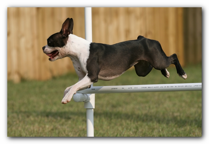 Miley the Boston Terrier Puppy