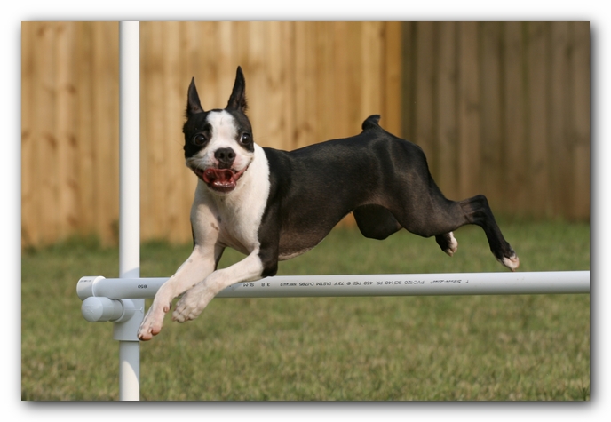 Miley the Boston Terrier Puppy