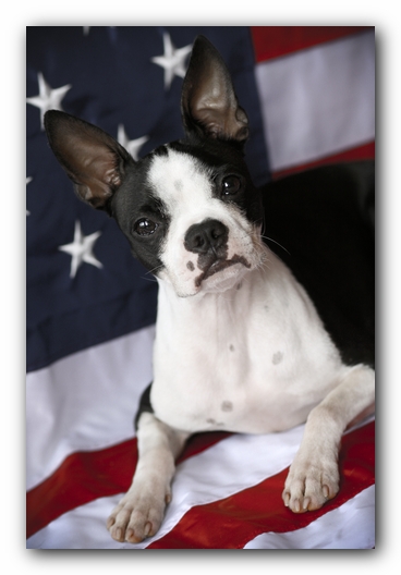 Miley the Boston Terrier Puppy