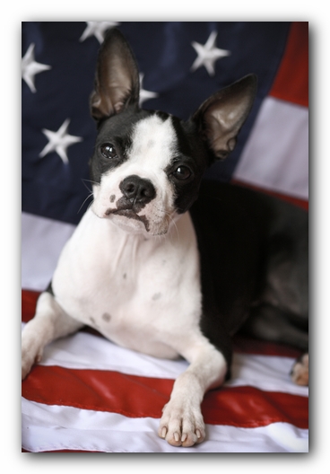 Miley the Boston Terrier Puppy