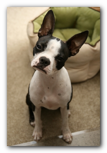 Miley the Boston Terrier Puppy