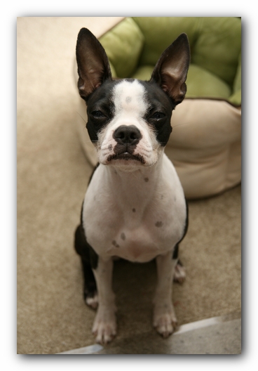 Miley the Boston Terrier Puppy