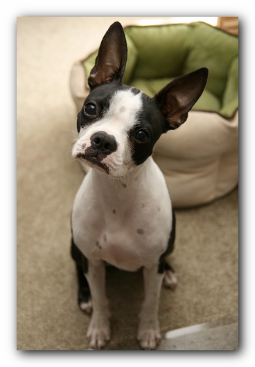 Miley the Boston Terrier Puppy