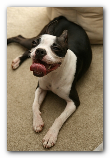Miley the Boston Terrier Puppy