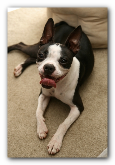 Miley the Boston Terrier Puppy