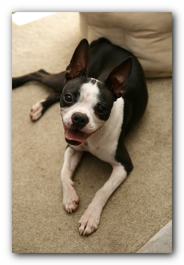 Miley the Boston Terrier Puppy