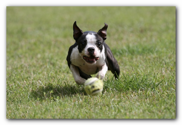Miley the Boston Terrier Puppy