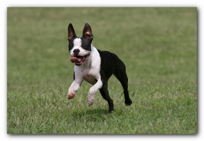 Miley the Boston Terrier Puppy