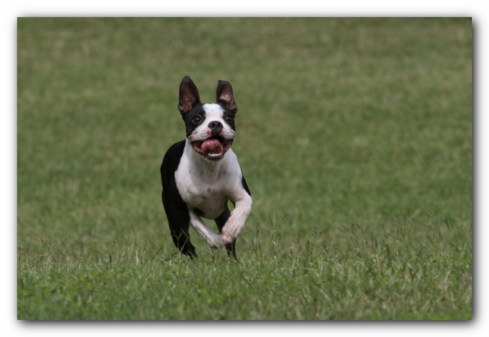 Miley the Boston Terrier Puppy