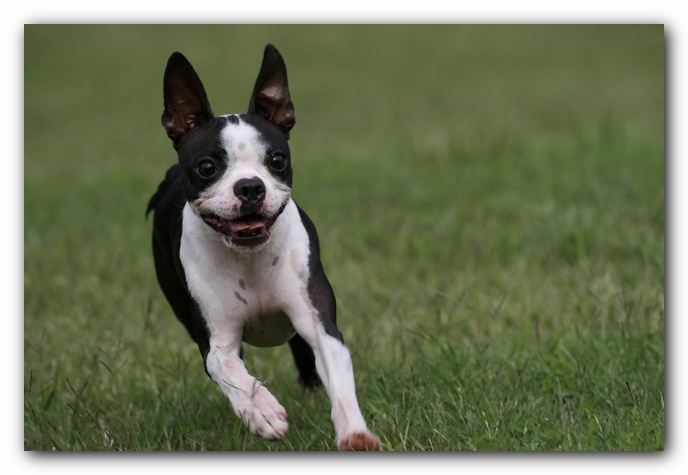 Miley the Boston Terrier Puppy