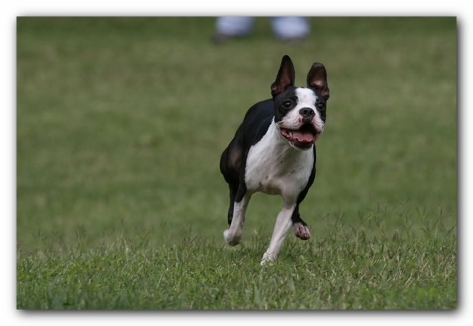 Miley the Boston Terrier Puppy