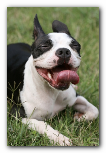 Miley the Boston Terrier Puppy