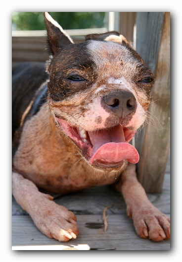 Miley the Boston Terrier Puppy