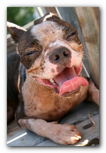 Miley the Boston Terrier Puppy