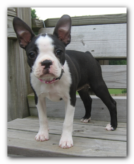 Miley the Boston Terrier Puppy